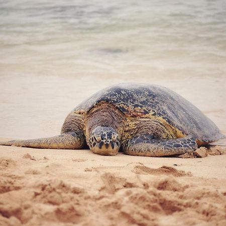 Breezy Beachfront Bali-Style Haven 180 Degree Oceanview Hau'ula 外观 照片